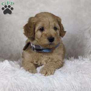 Romeo, Mini Goldendoodle Puppy